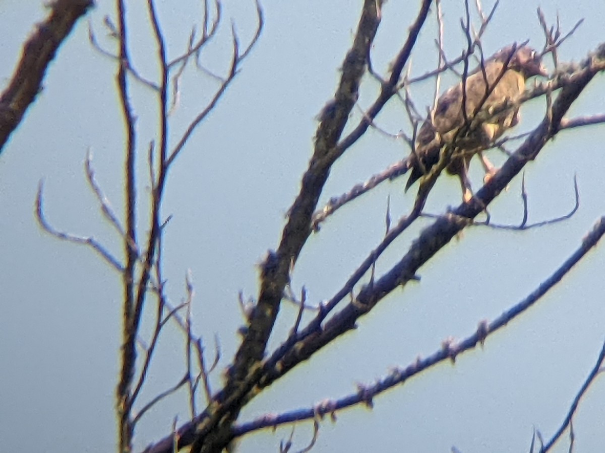 Broad-winged Hawk - ML350324031