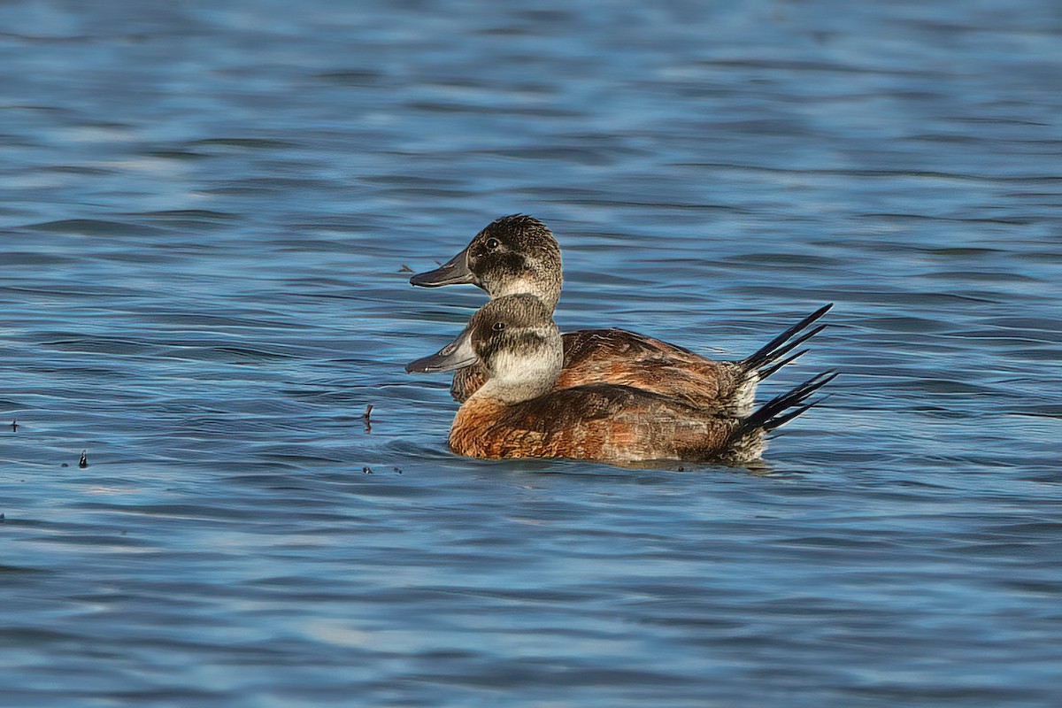 Lake Duck - ML350324131