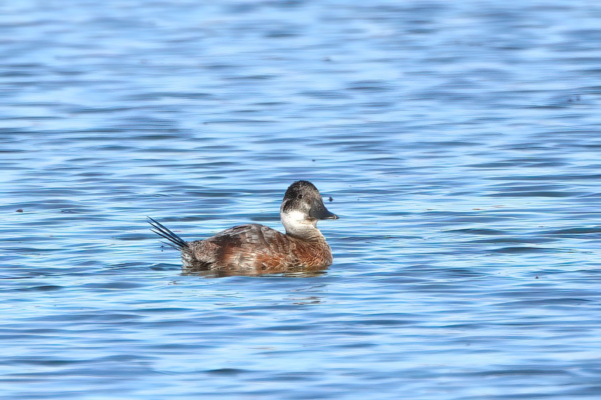 Lake Duck - ML350324141