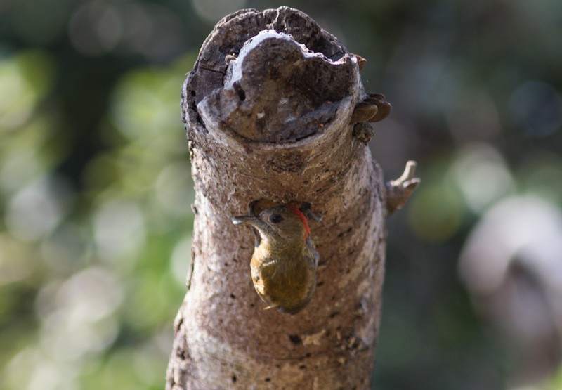 Little Woodpecker - ML350324201