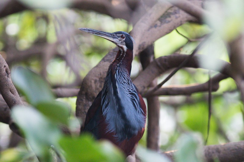 Agami Heron - ML350324731