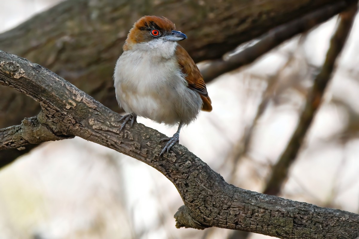 Great Antshrike - ML350324751