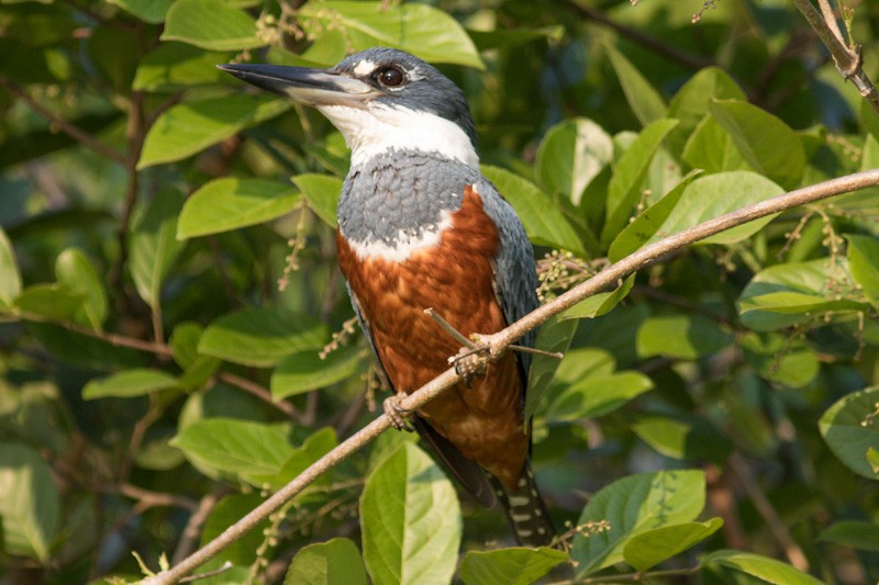 Ringed Kingfisher - ML350324801
