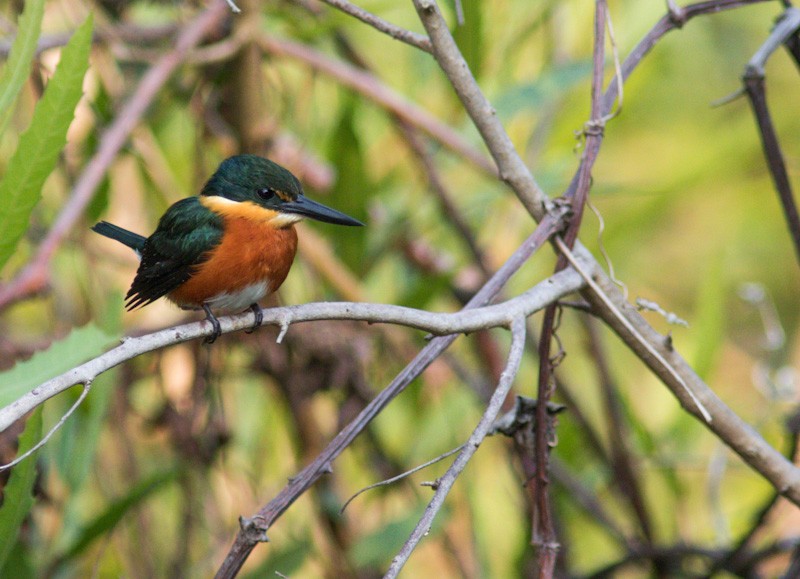 American Pygmy Kingfisher - ML350324871