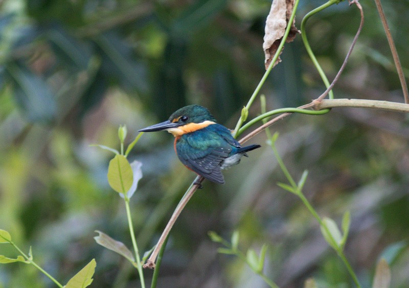 American Pygmy Kingfisher - ML350324881