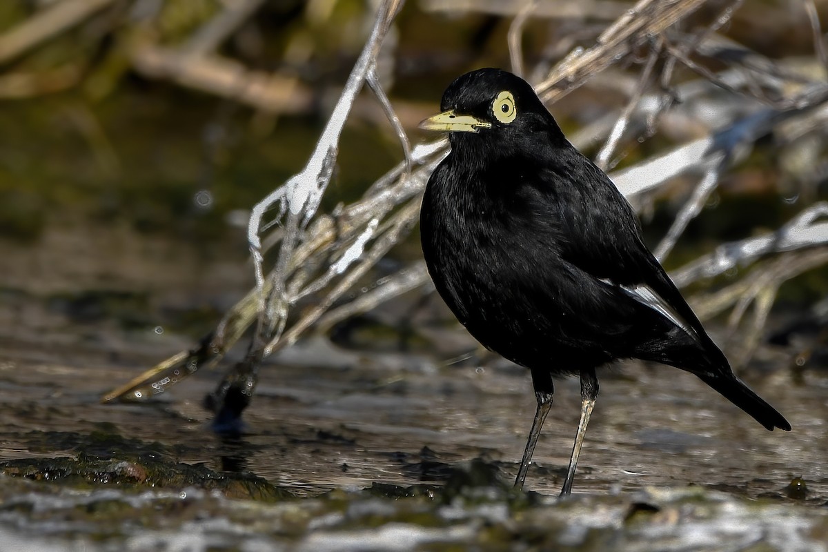 Spectacled Tyrant - ML350325011