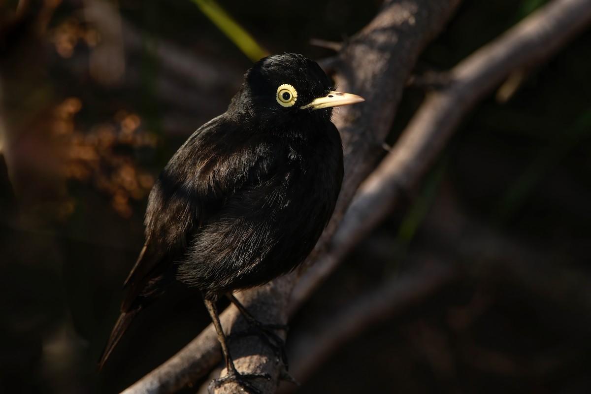 Spectacled Tyrant - ML350325051