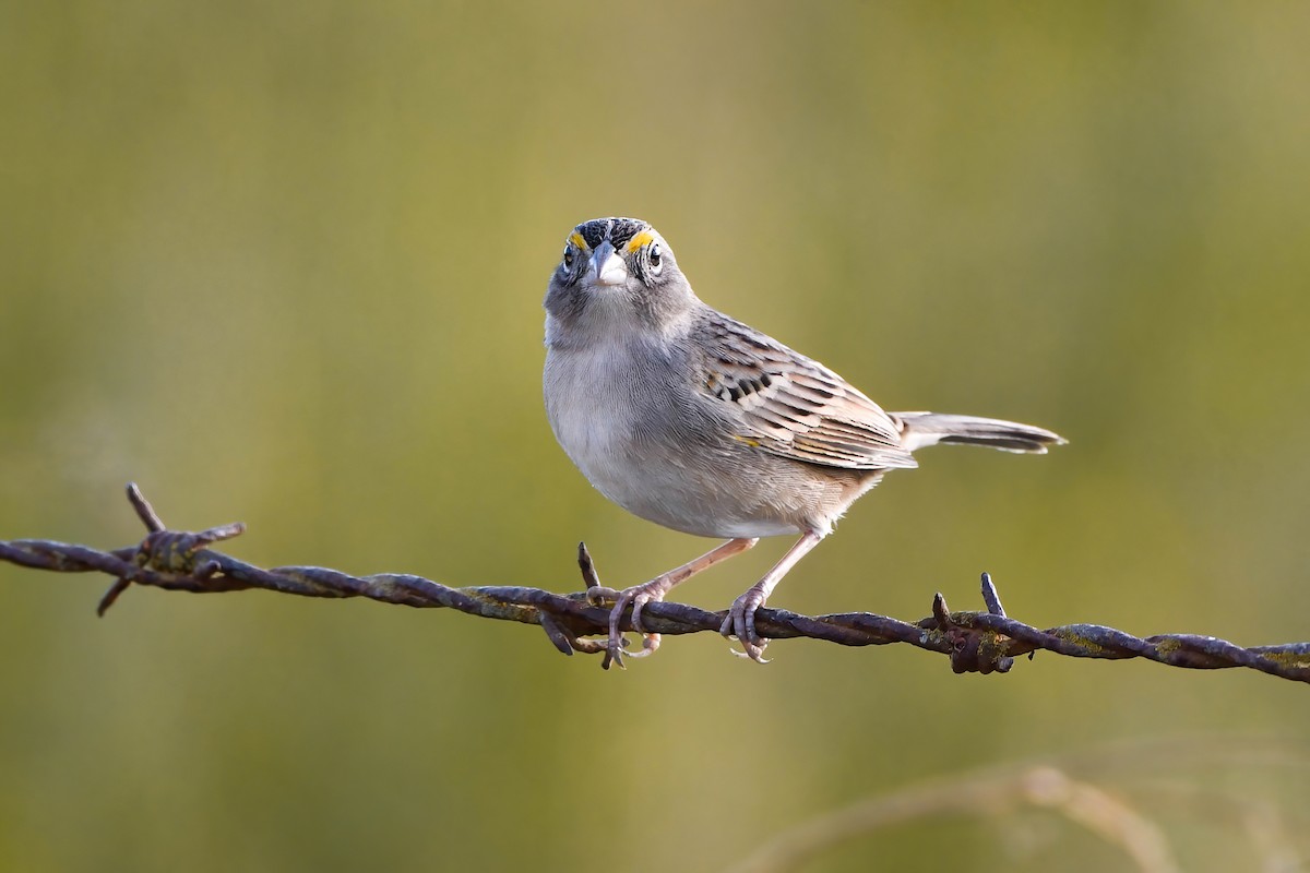 Grassland Sparrow - ML350325261