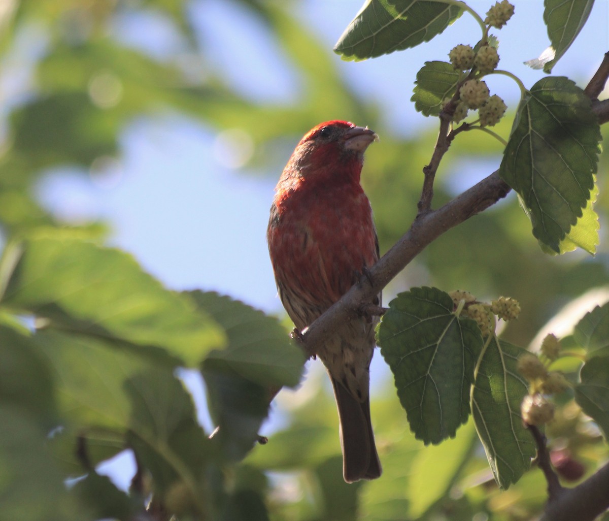 メキシコマシコ - ML350325751