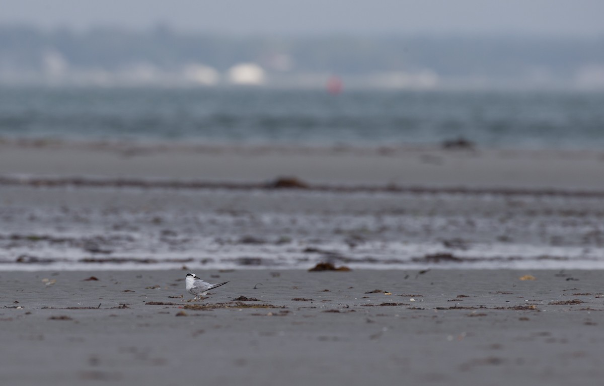Least Tern - ML35032711