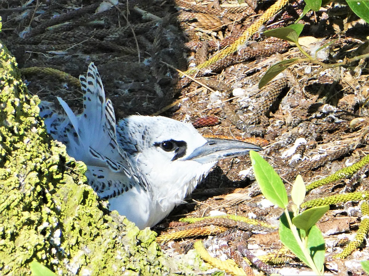 Red-tailed Tropicbird - ML350328241