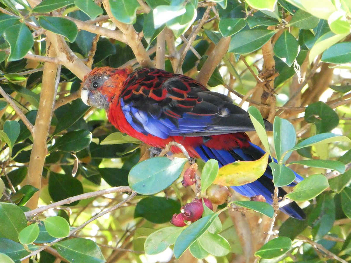 Crimson Rosella - Trevor Ross