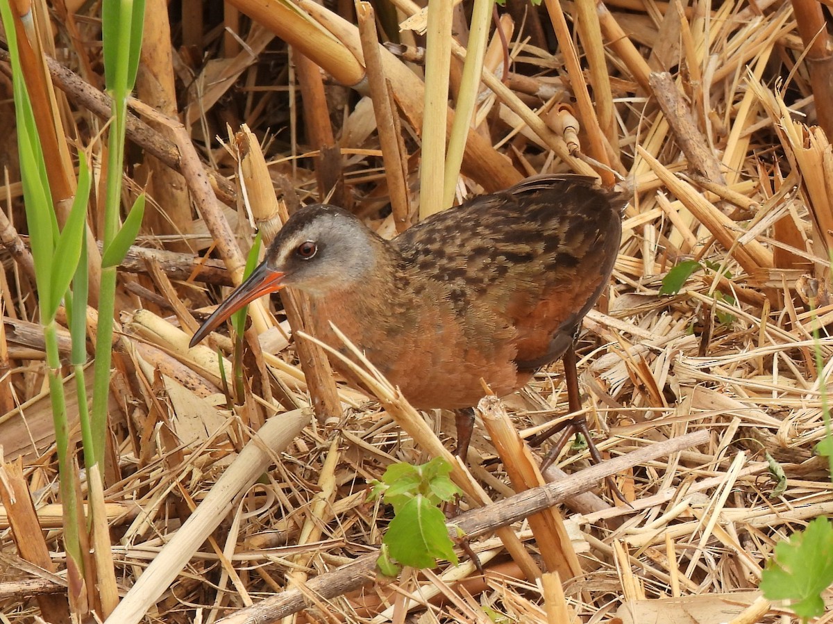 Virginia Rail - ML350329841