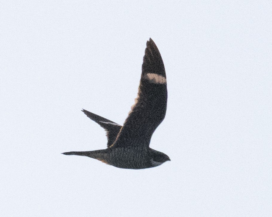 Common Nighthawk - ML350329961