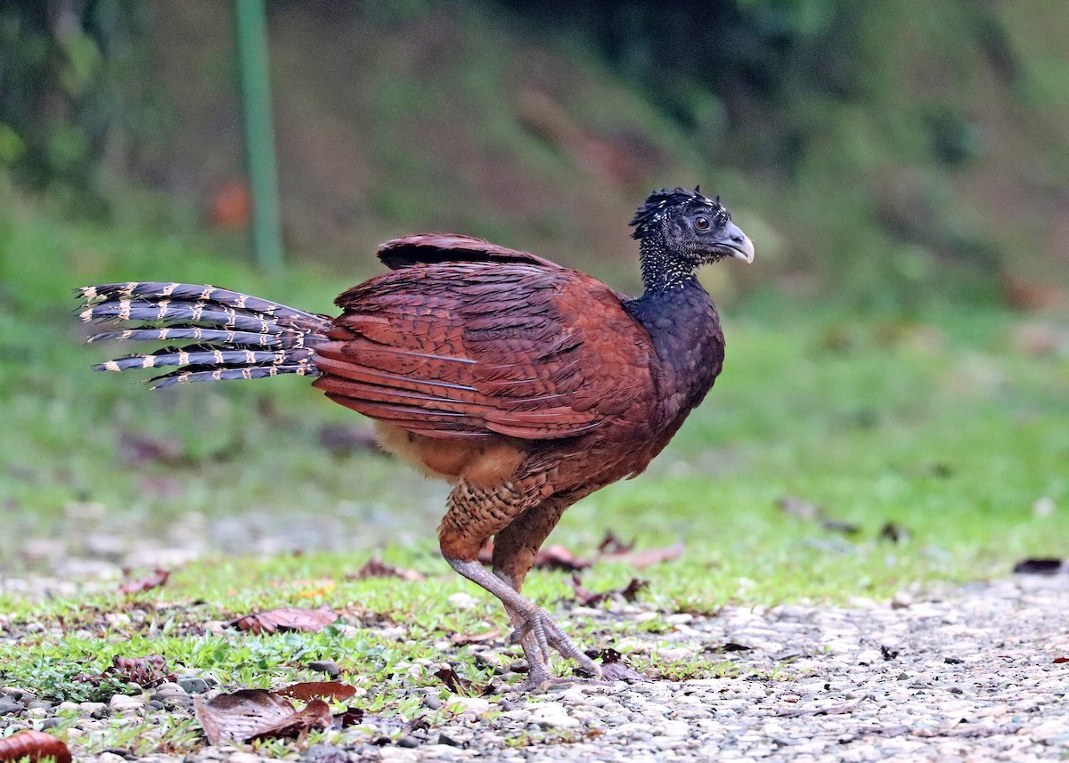 Great Curassow - Noreen Baker