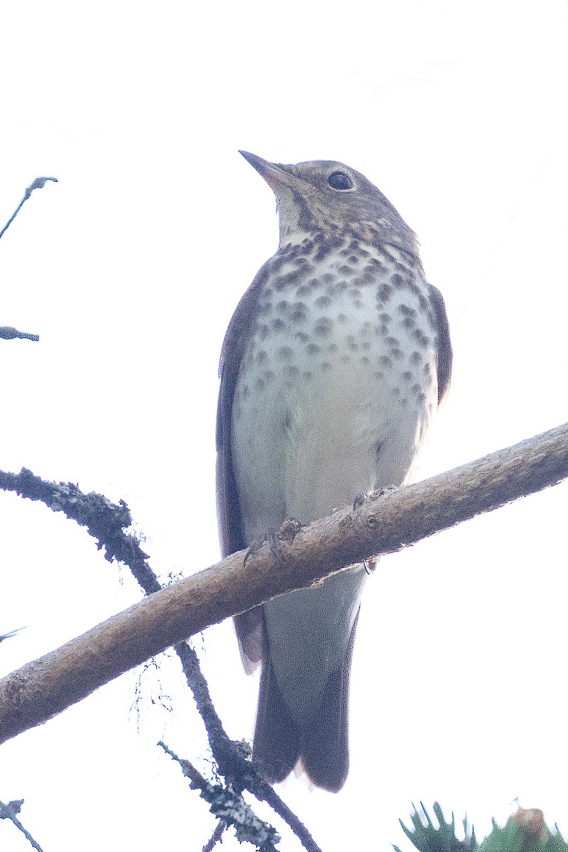 Swainson's Thrush (Olive-backed) - ML350331951