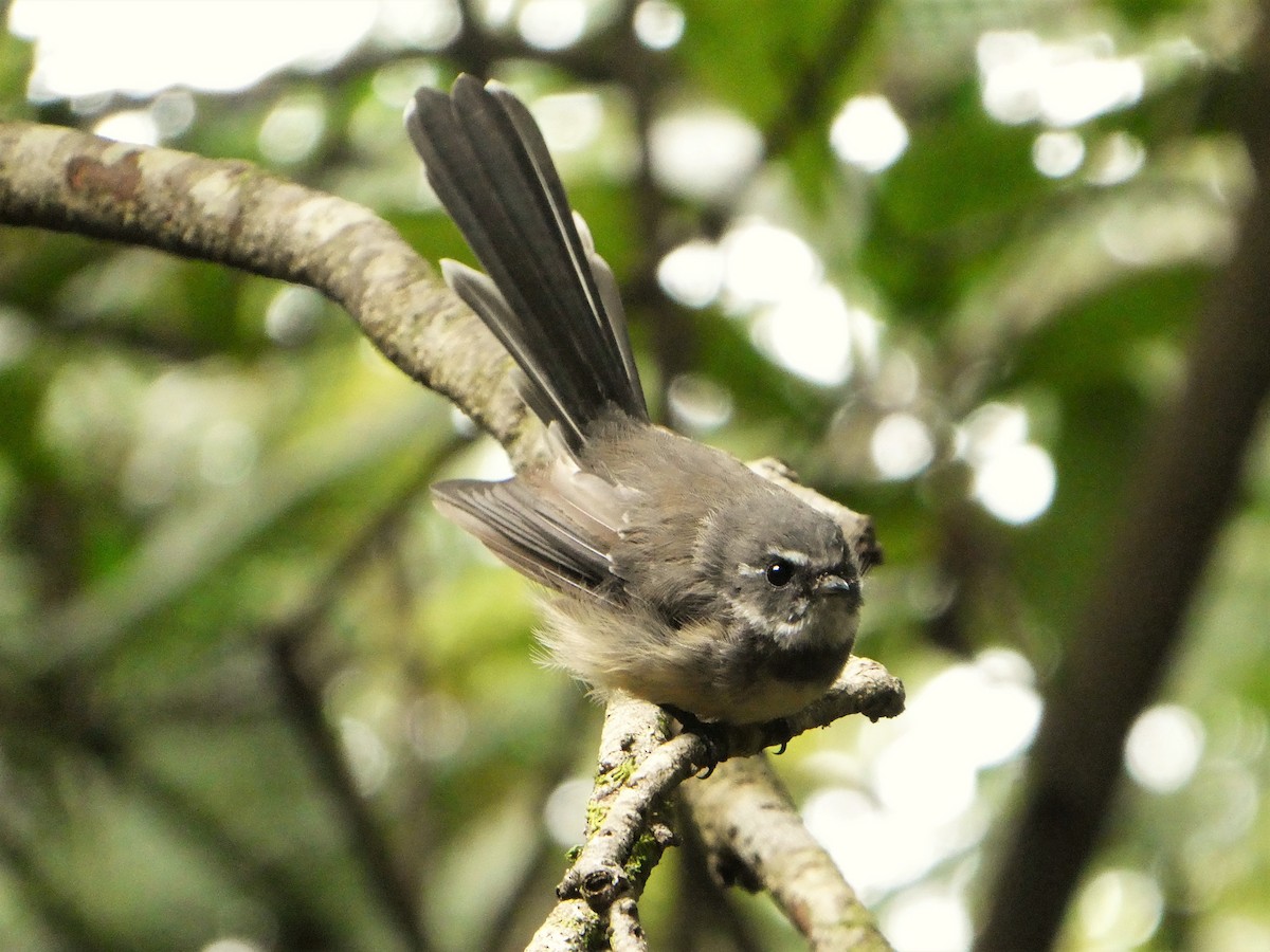 Gray Fantail (Melanesian) - ML350333471