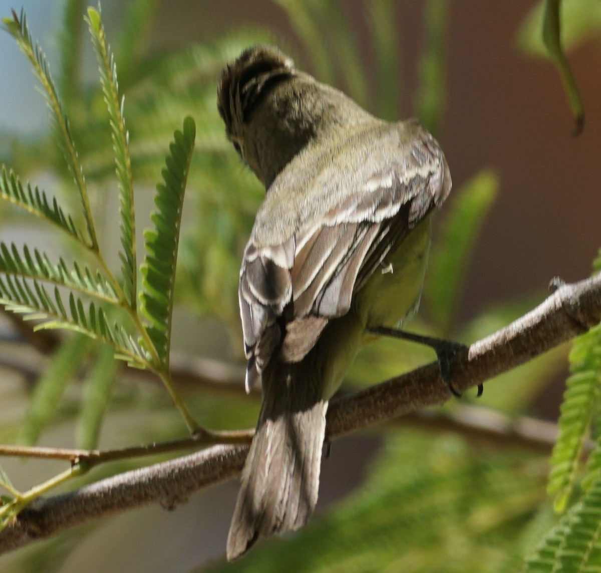 Western Flycatcher (Pacific-slope) - ML350334191