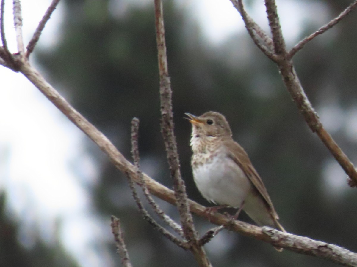 Swainson's Thrush - ML350334281