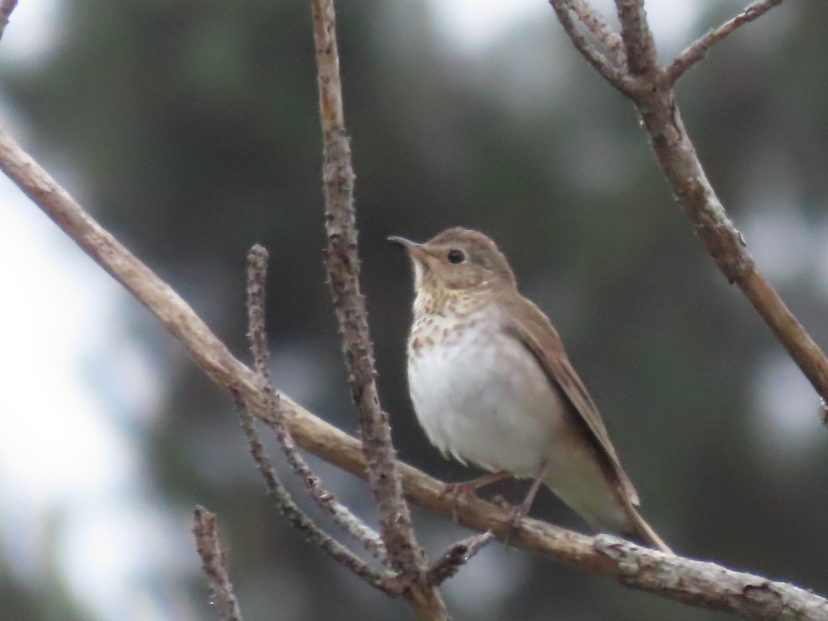 Swainson's Thrush - ML350334291