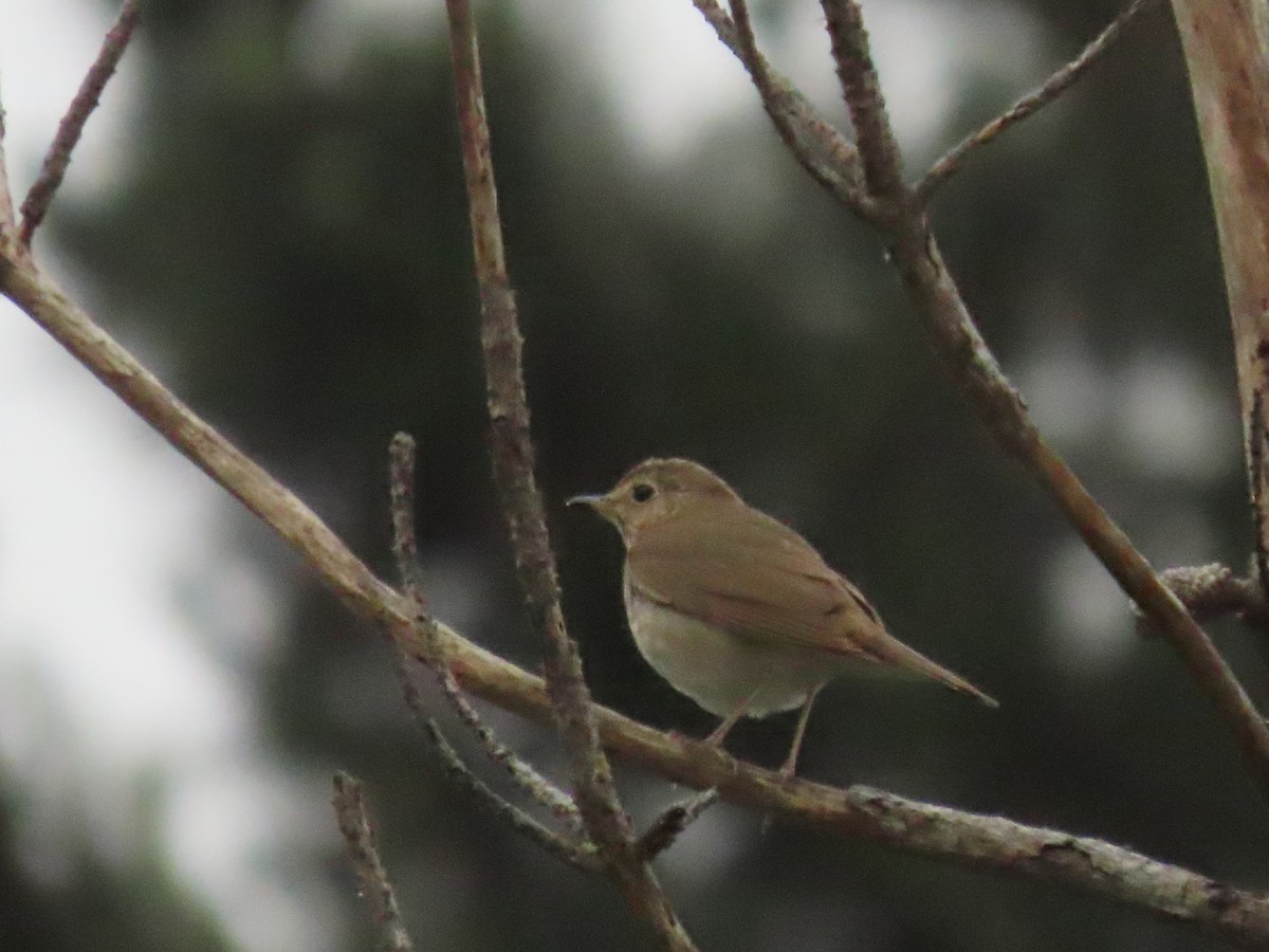 Swainson's Thrush - ML350334321