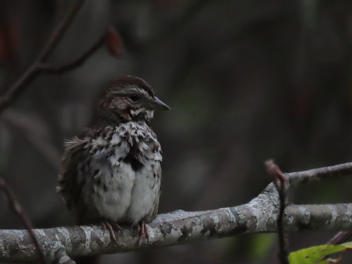 Song Sparrow - ML350334361