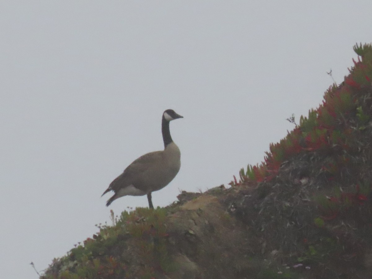 Canada Goose - ML350334391