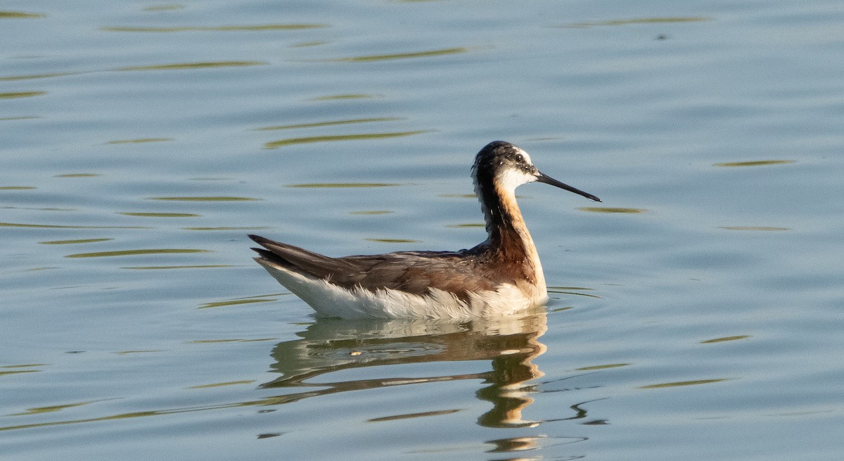 Falaropo Tricolor - ML350335791