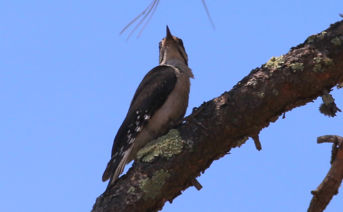 Hairy Woodpecker - Gary Leavens