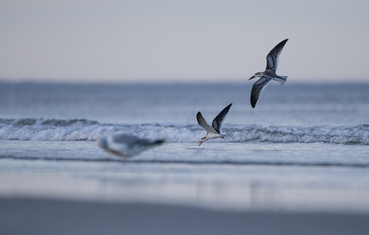 Black Skimmer - Andy Johnson