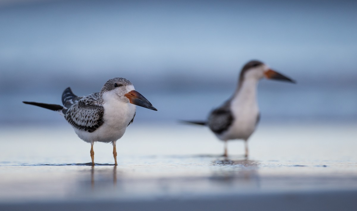 Black Skimmer - ML35033961