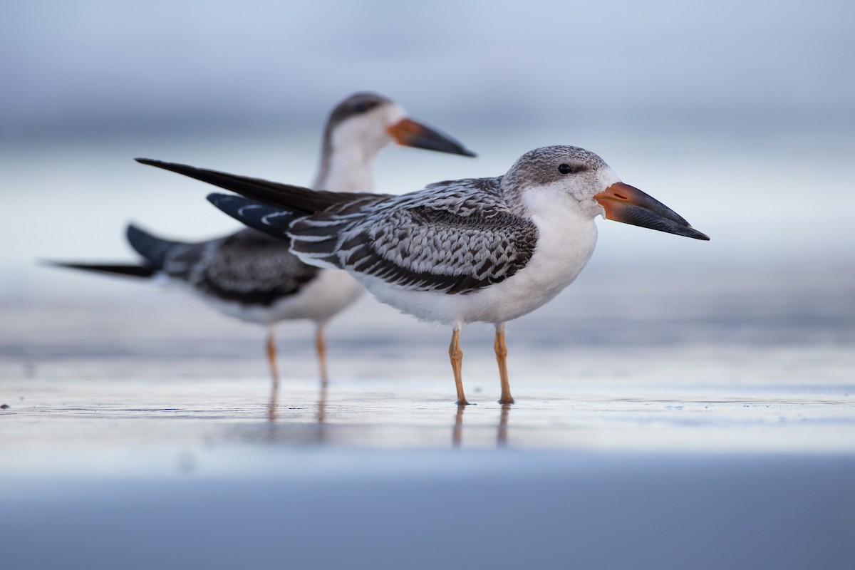 Black Skimmer - ML35033971