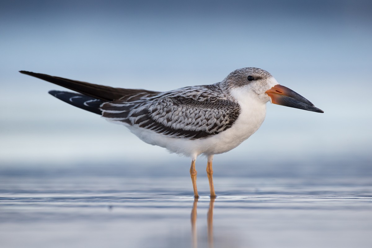 Black Skimmer - ML35033981