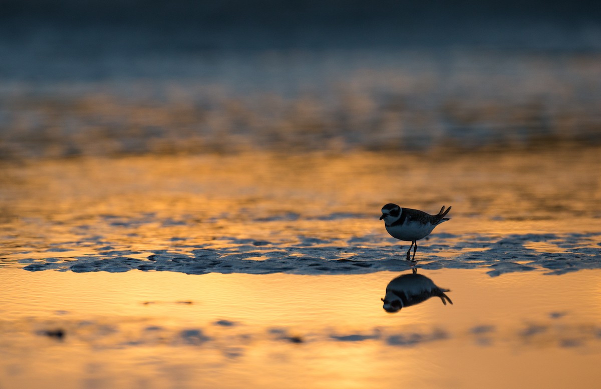 Semipalmated Plover - ML35034141