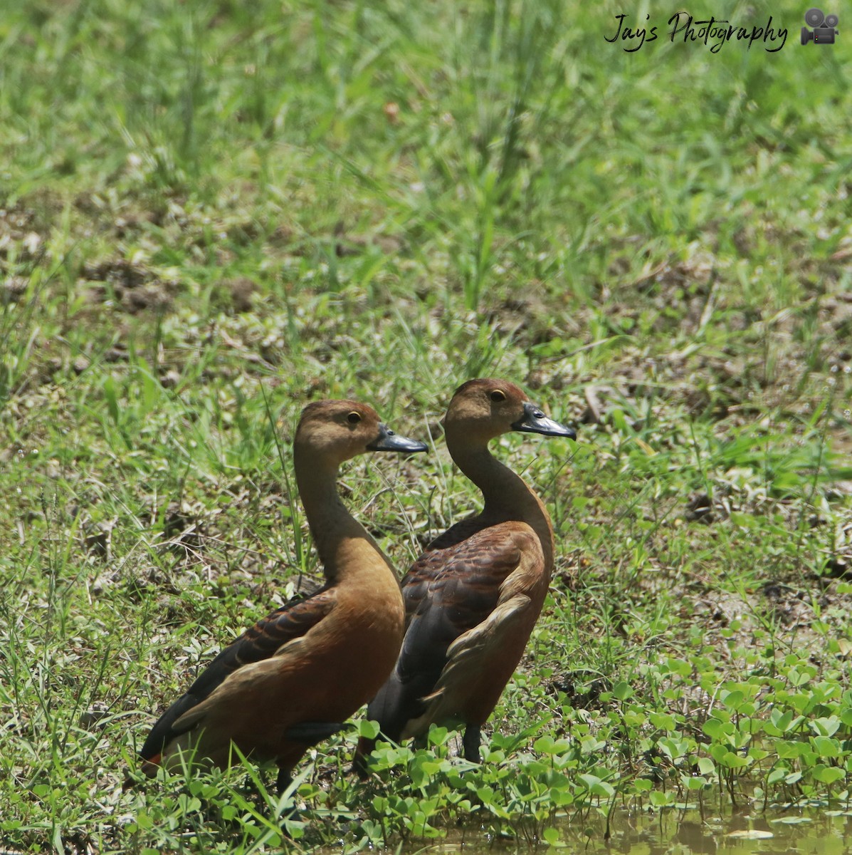 Lesser Whistling-Duck - ML350341591