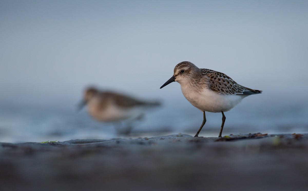 Semipalmated Sandpiper - ML35034161
