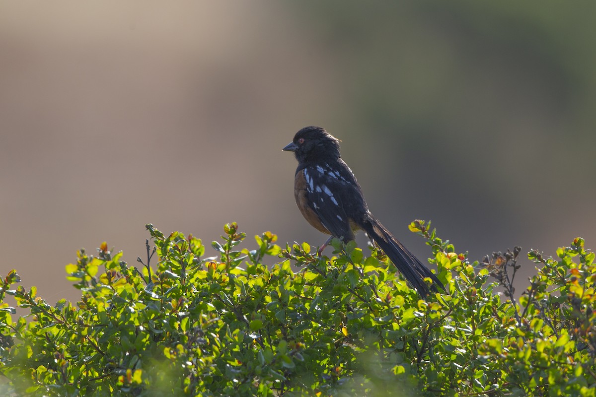 Spotted Towhee - ML350341611