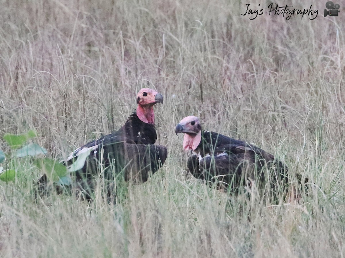 Red-headed Vulture - Jay Gujar