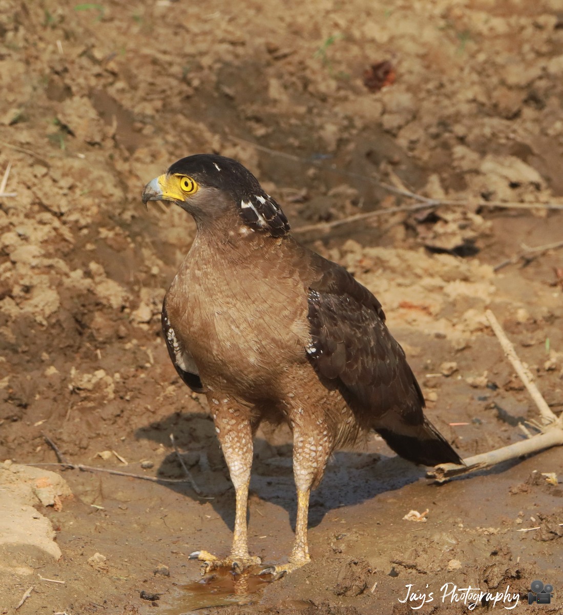 Crested Serpent-Eagle - Jay Gujar