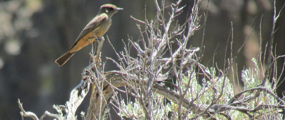 Say's Phoebe - ML350341791