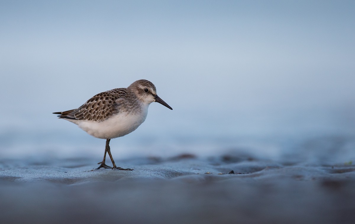 Semipalmated Sandpiper - ML35034181