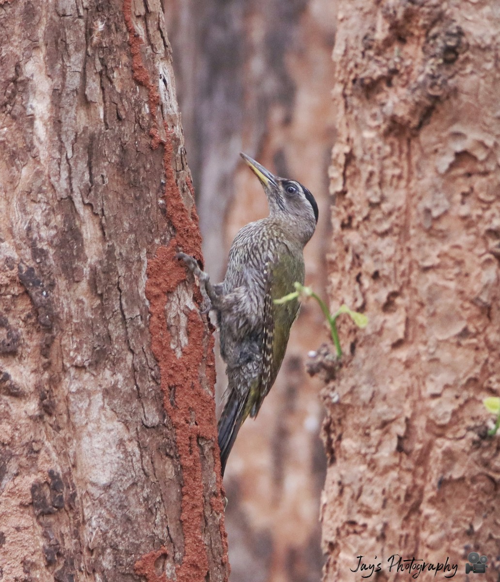 Streak-throated Woodpecker - ML350341811