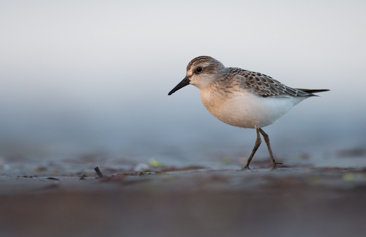 Semipalmated Sandpiper - ML35034191