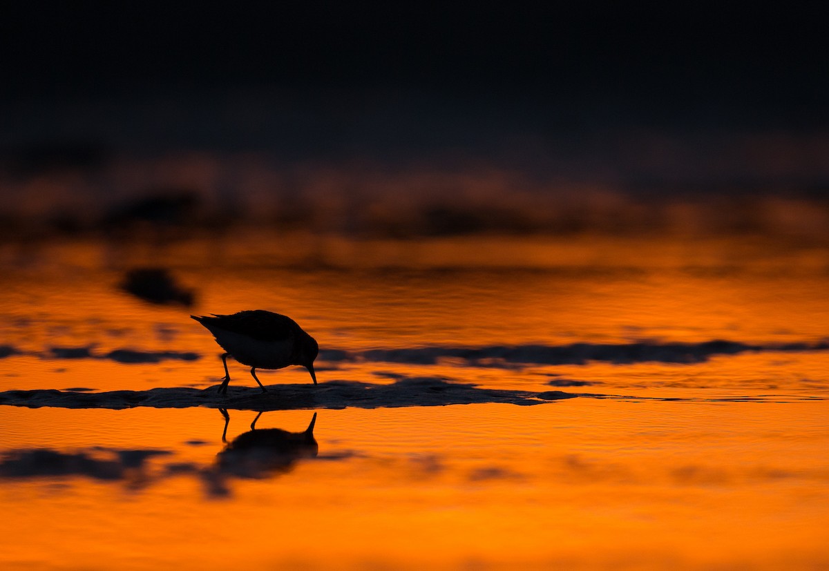 Semipalmated Sandpiper - ML35034201