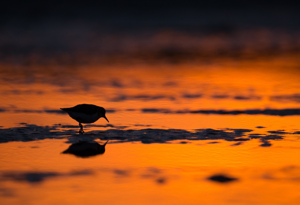 Semipalmated Sandpiper - ML35034211