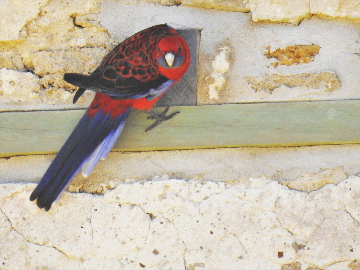 Crimson Rosella - Trevor Ross