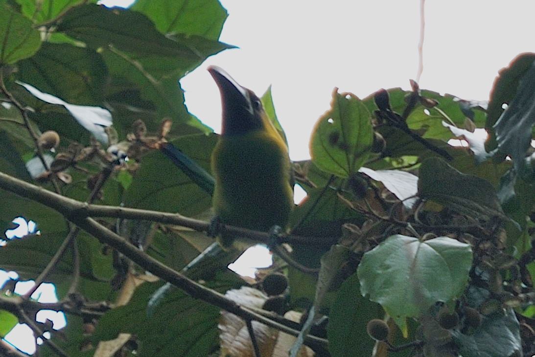 Northern Emerald-Toucanet - ML35034251