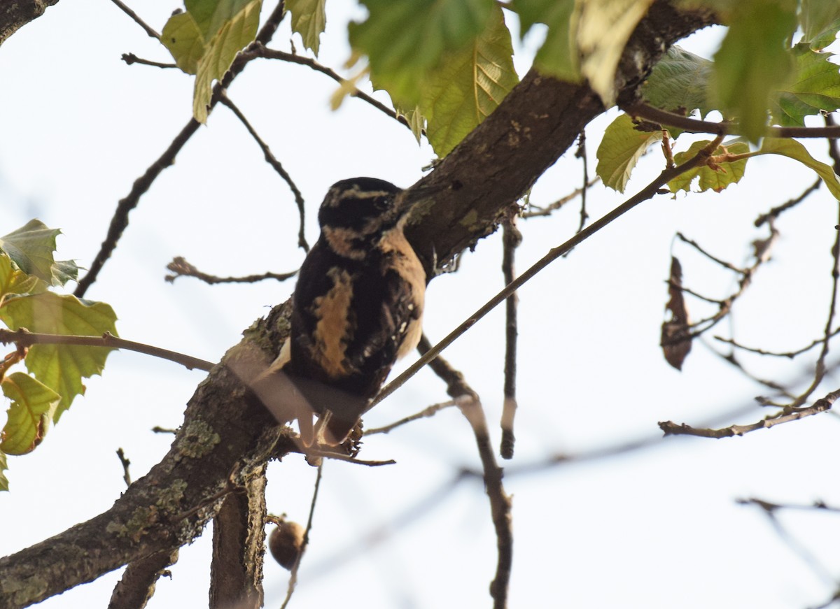 Hairy Woodpecker - ML350342701