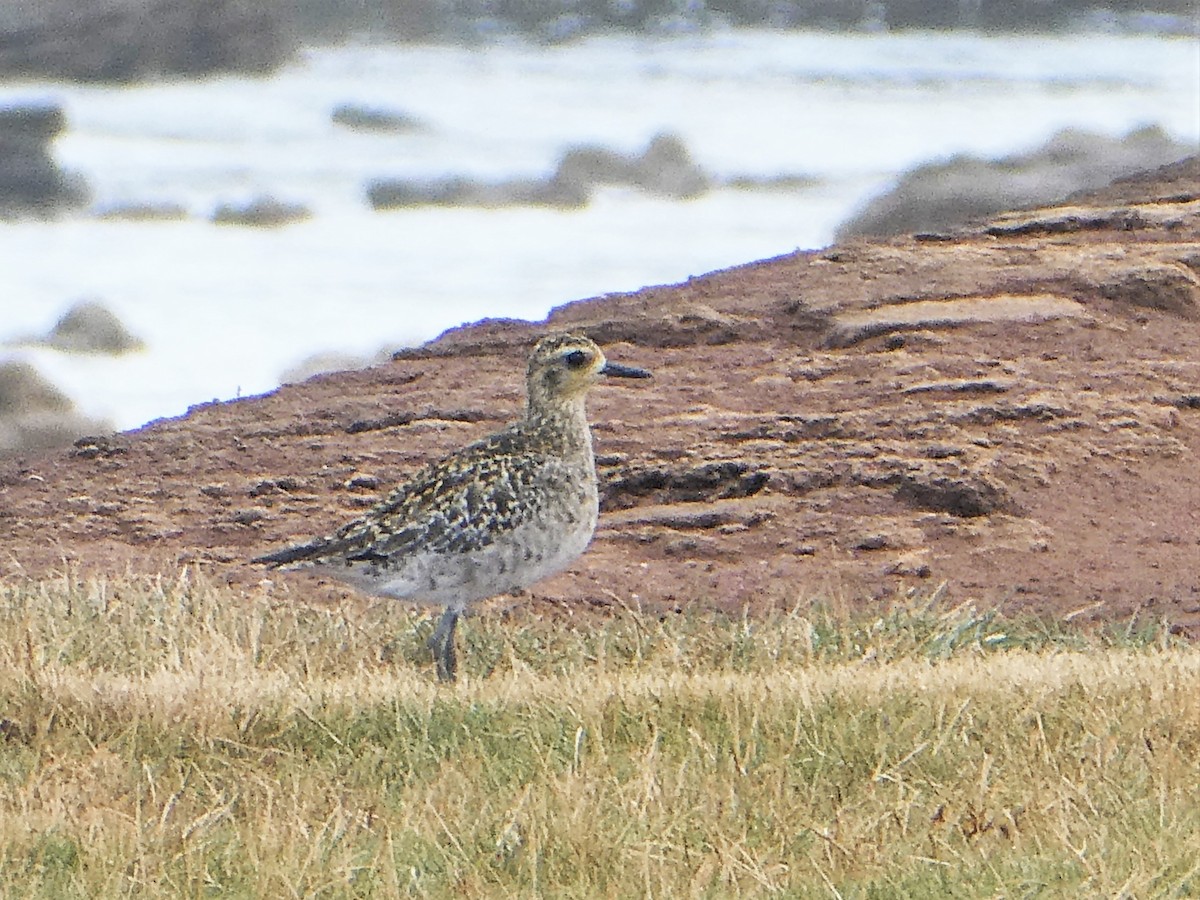 Pacific Golden-Plover - ML350342711