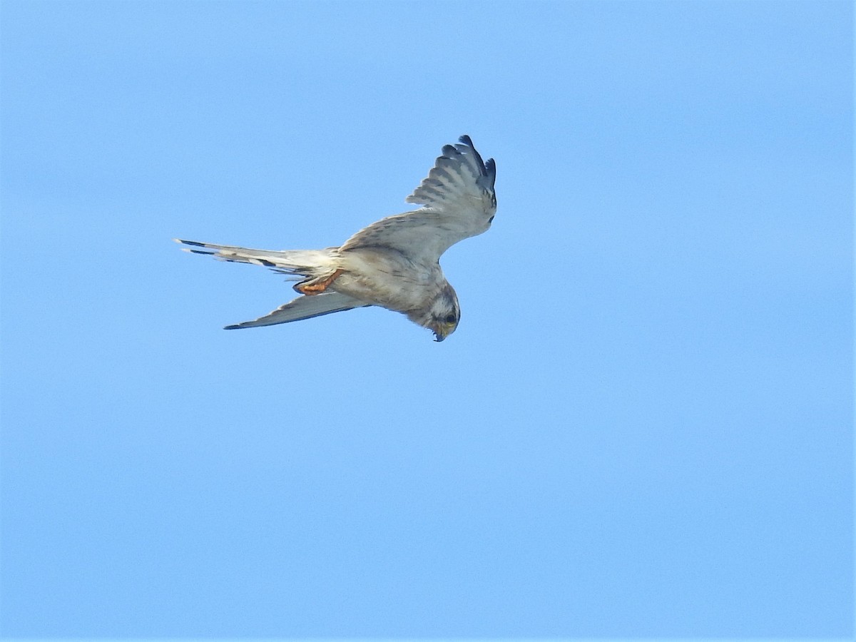 Nankeen Kestrel - ML350342721